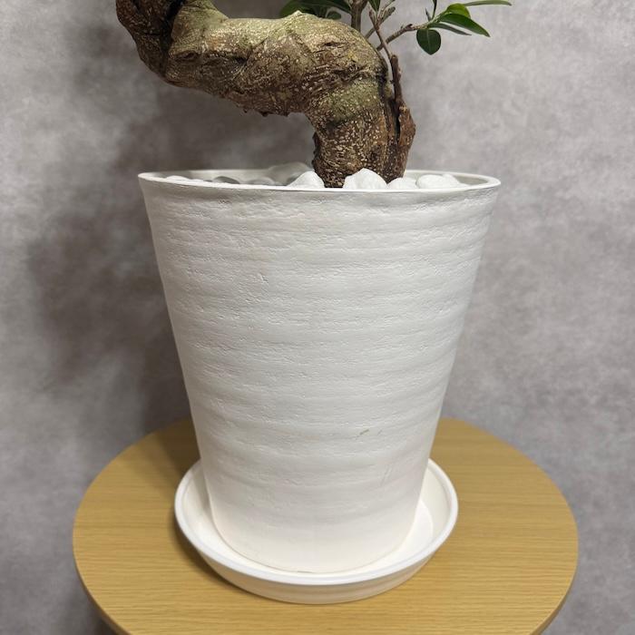 現品 一点もの 観葉植物 ガジュマル 昇り竜 曲がり 8号鉢 高さ約85cm