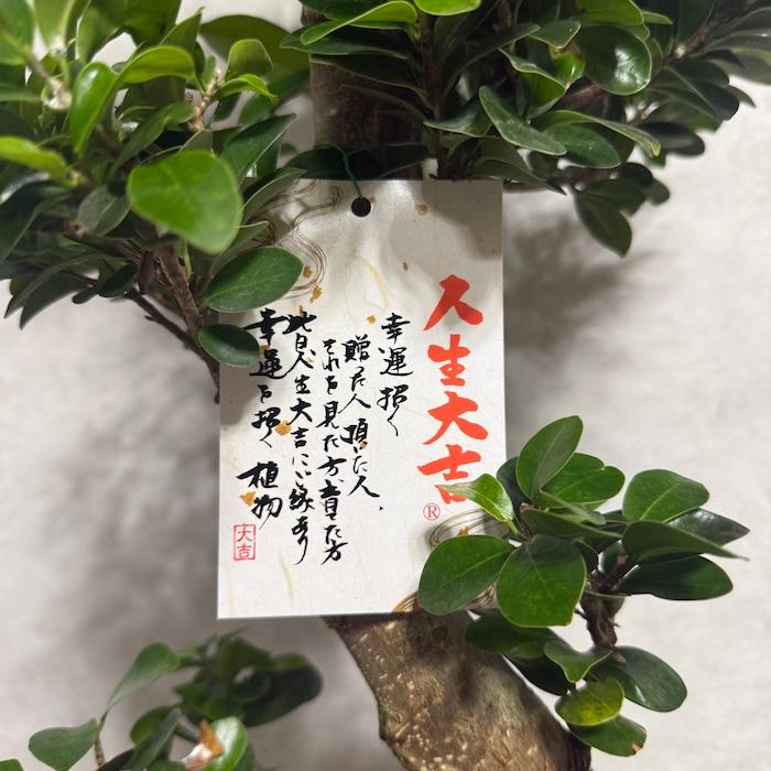 現品 一点もの 観葉植物 ガジュマル 昇り竜 曲がり 8号鉢 高さ約80cm