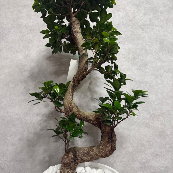 現品 一点もの 観葉植物 ガジュマル 昇り竜 曲がり 8号鉢 高さ約80cm