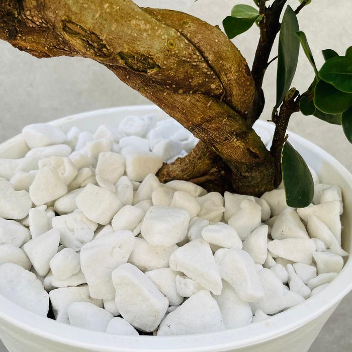 希少❗昇り龍 ガジュマル曲がり ８号 鉢龍 縁起物 花のギフト社 ガジュマル 観葉植物 大型 ガジュマルの木 昇り龍