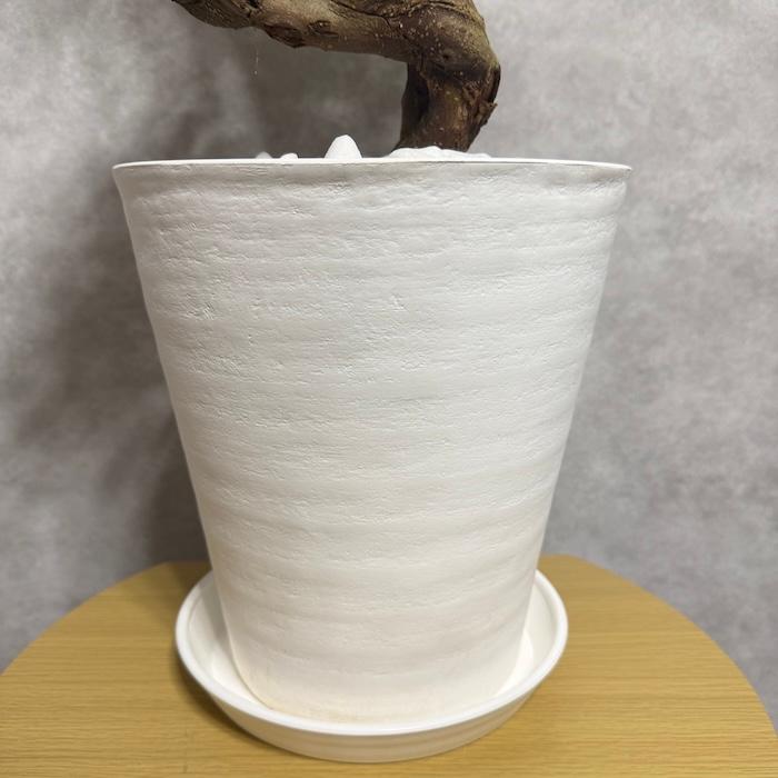 現品 一点もの 観葉植物 ガジュマル 昇り竜 曲がり 8号鉢 高さ約80cm