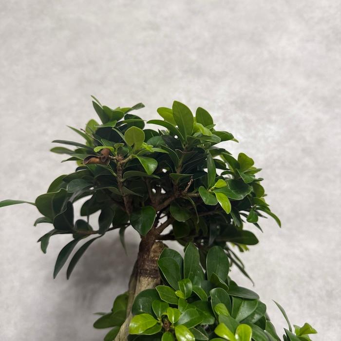 現品 一点もの 観葉植物 ガジュマル 昇り竜 曲がり 8号鉢 高さ約80cm