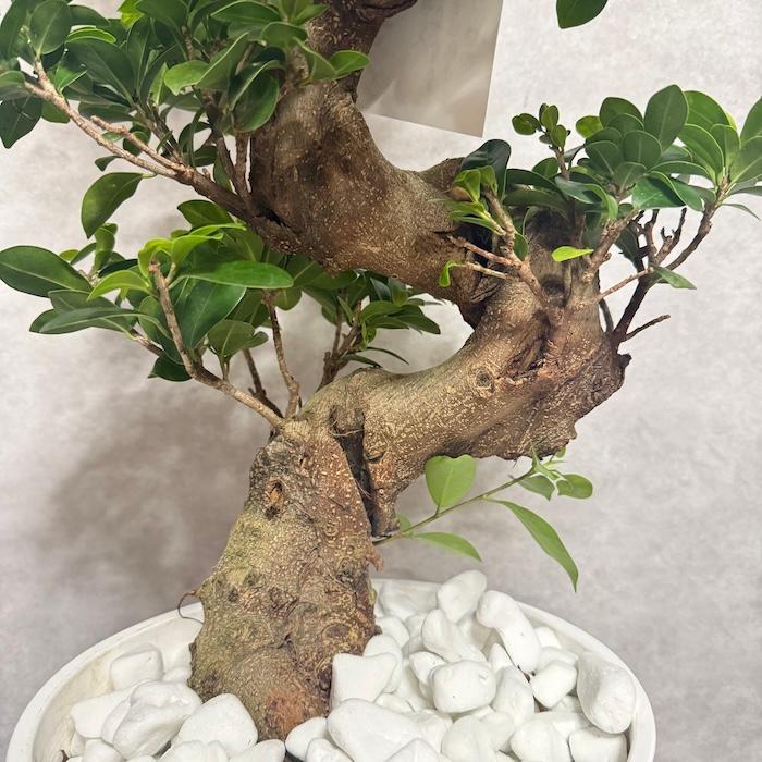 現品 一点もの 観葉植物 ガジュマル 昇り竜 曲がり 8号鉢 高さ約80cm