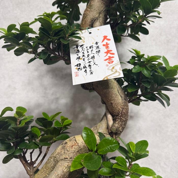 現品 一点もの 観葉植物 ガジュマル 昇り竜 曲がり 8号鉢 高さ約80cm