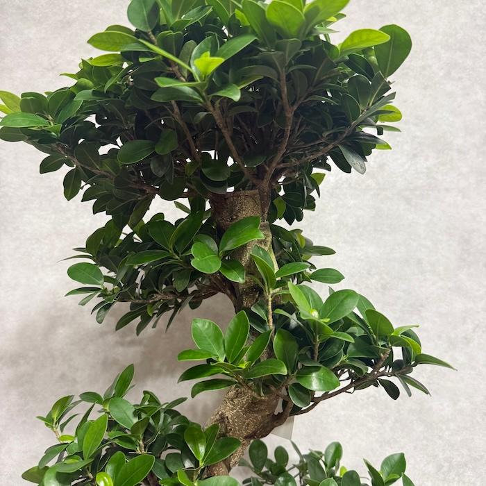 現品 一点もの 観葉植物 ガジュマル 昇り竜 曲がり 8号鉢 高さ約85cm