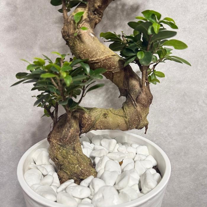 現品 一点もの 観葉植物 ガジュマル 昇り竜 曲がり 8号鉢 高さ約80cm