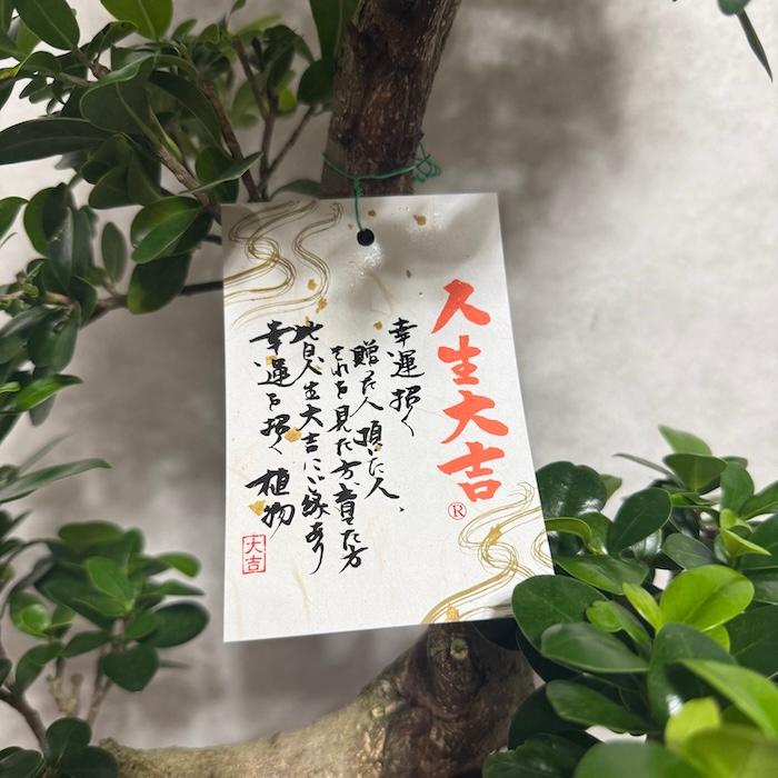 現品 一点もの 観葉植物 ガジュマル 昇り竜 曲がり 8号鉢 高さ約80cm