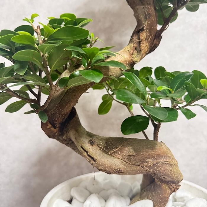 現品 一点もの 観葉植物 ガジュマル 昇り竜 曲がり 8号鉢 高さ約80cm