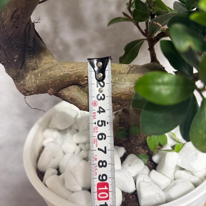 現品 一点もの 観葉植物 ガジュマル 昇り竜 曲がり 8号鉢 高さ約80cm
