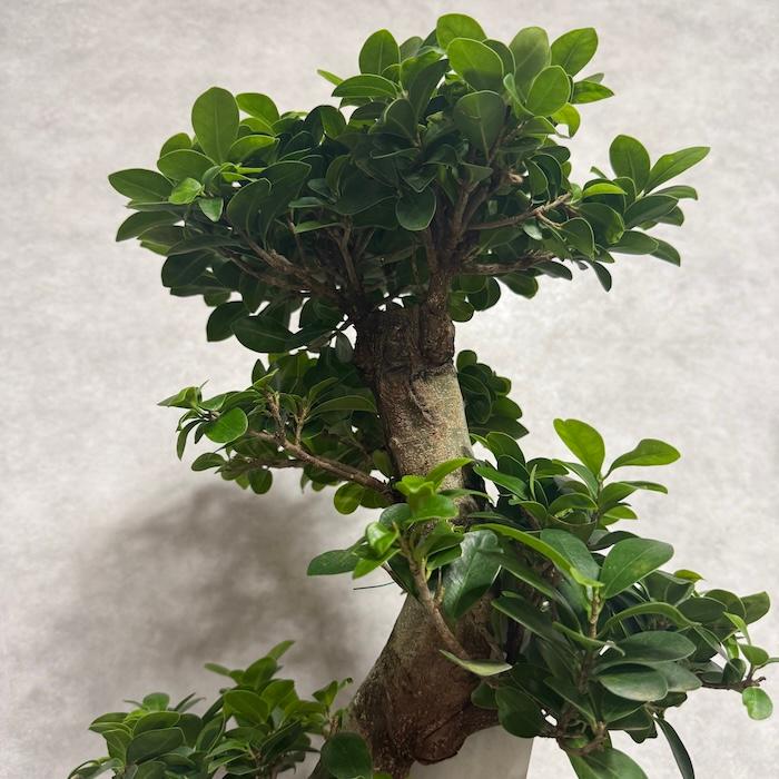 現品 一点もの 観葉植物 ガジュマル 昇り竜 曲がり 8号鉢 高さ約80cm
