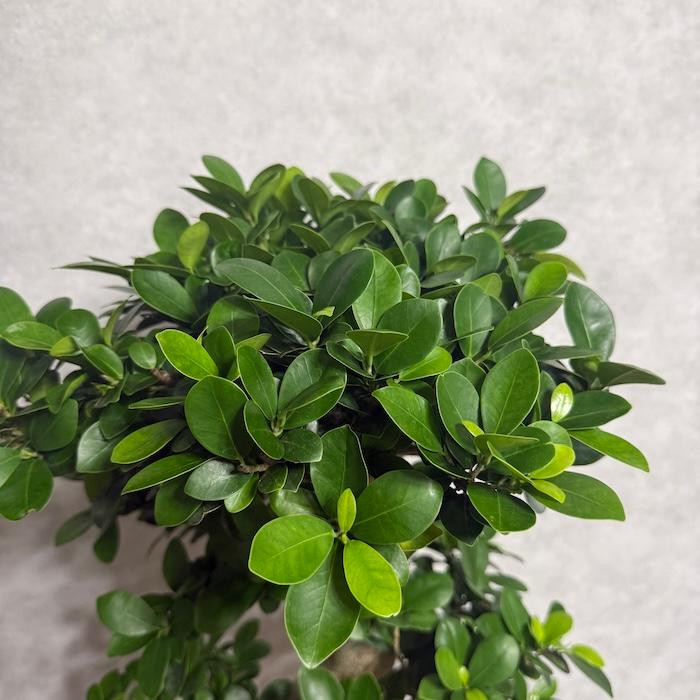 現品 一点もの 観葉植物 ガジュマル 昇り竜 曲がり 8号鉢 高さ約85cm