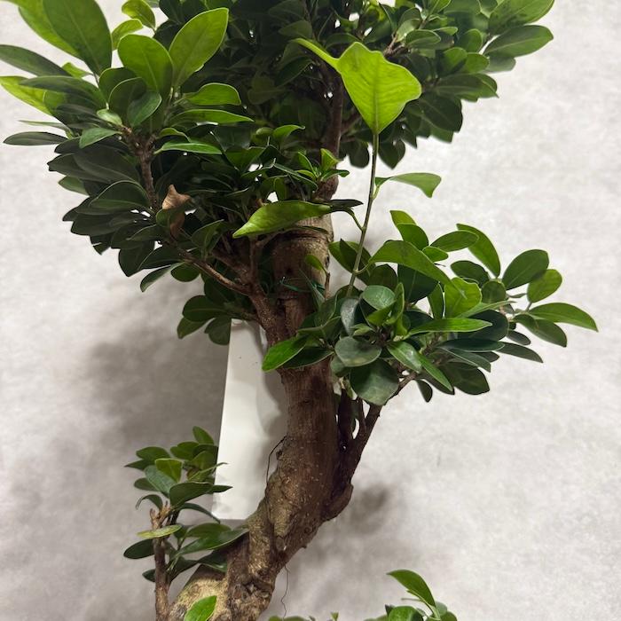 現品 一点もの 観葉植物 ガジュマル 昇り竜 曲がり 8号鉢 高さ約80cm