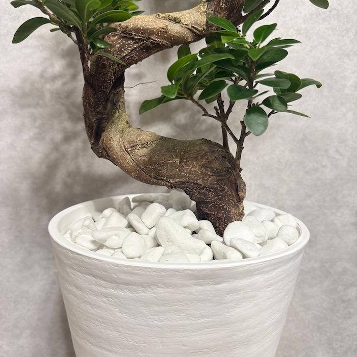 現品 一点もの 観葉植物 ガジュマル 昇り竜 曲がり 8号鉢 高さ約80cm