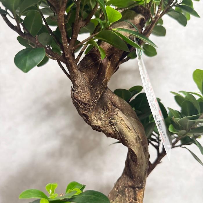 現品 一点もの 観葉植物 ガジュマル 昇り竜 曲がり 8号鉢 高さ約80cm
