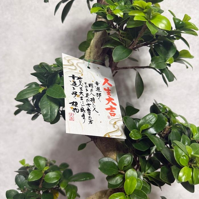 現品 一点もの 観葉植物 ガジュマル 昇り竜 曲がり 8号鉢 高さ約80cm