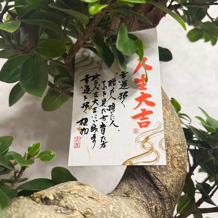 現品 一点もの 観葉植物 ガジュマル 昇り竜 曲がり 8号鉢 高さ約80cm