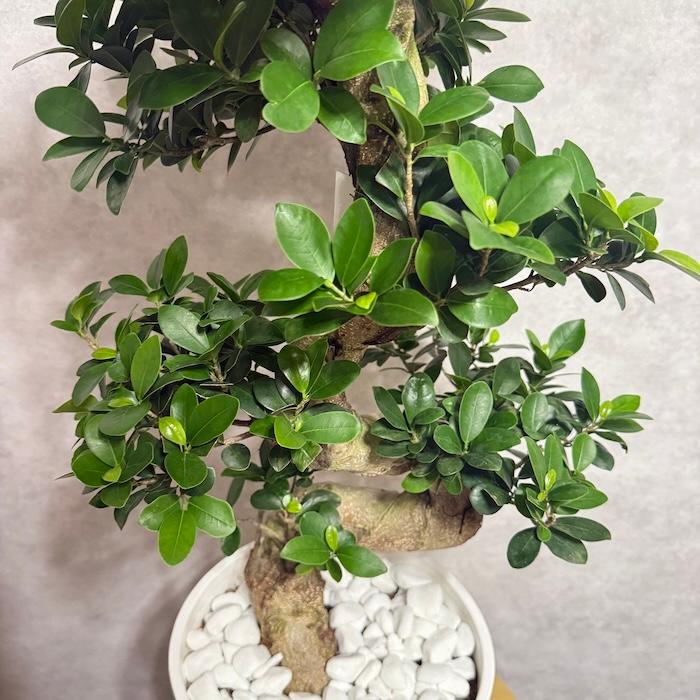 現品 一点もの 観葉植物 ガジュマル 昇り竜 曲がり 8号鉢 高さ約85cm