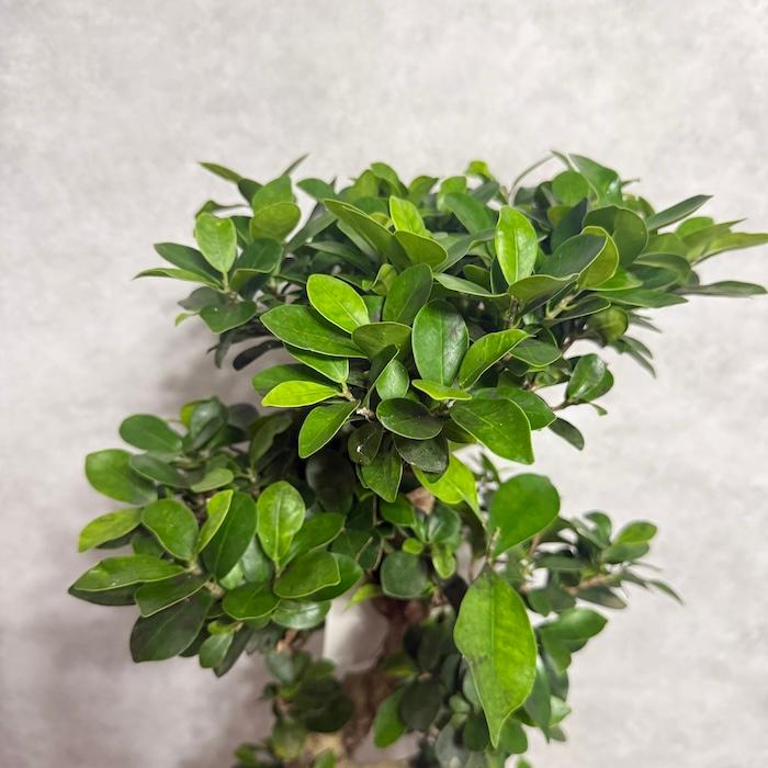 現品 一点もの 観葉植物 ガジュマル 昇り竜 曲がり 8号鉢 高さ約80cm
