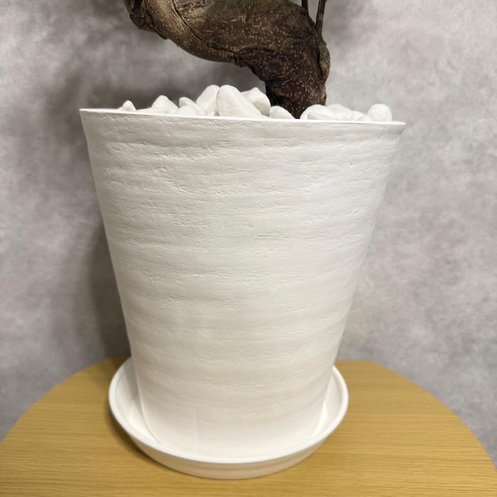 現品 一点もの 観葉植物 ガジュマル 昇り竜 曲がり 8号鉢 高さ約80cm