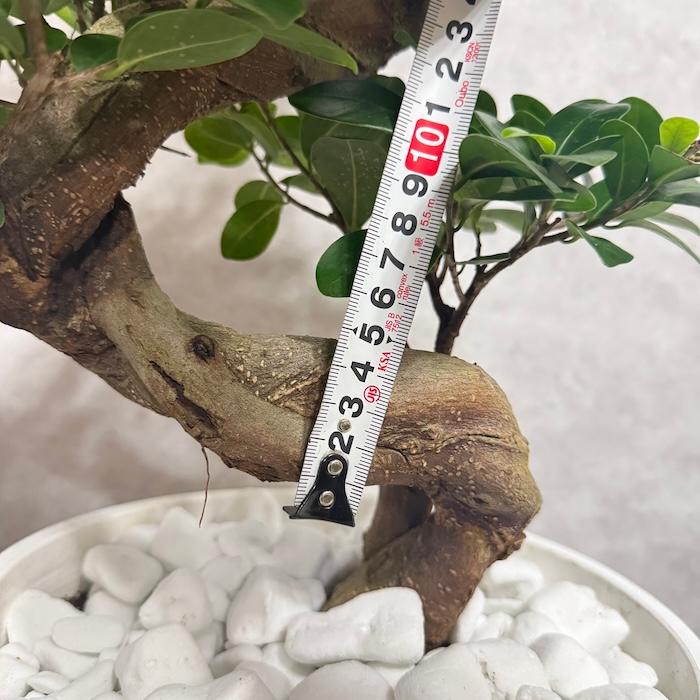 現品 一点もの 観葉植物 ガジュマル 昇り竜 曲がり 8号鉢 高さ約80cm
