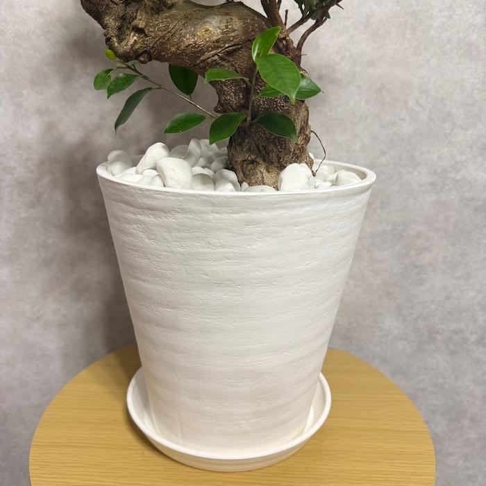 現品 一点もの 観葉植物 ガジュマル 昇り竜 曲がり 8号鉢 高さ約80cm