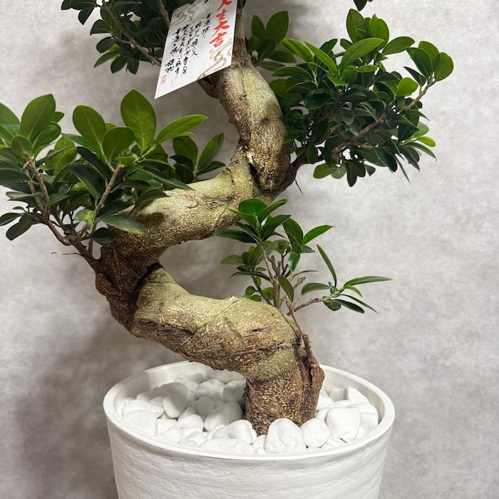 現品 一点もの 観葉植物 ガジュマル 昇り竜 曲がり 8号鉢 高さ約85cm