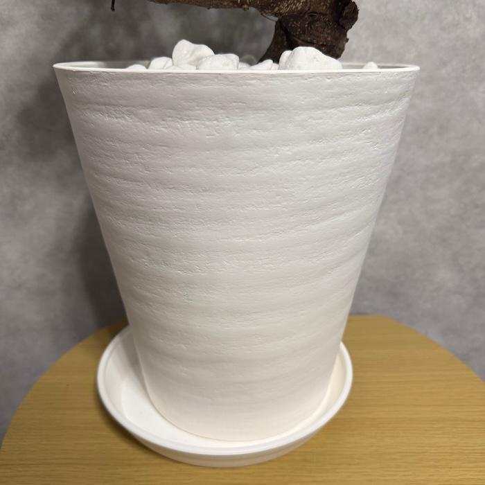 現品 一点もの 観葉植物 ガジュマル 昇り竜 曲がり 8号鉢 高さ約80cm