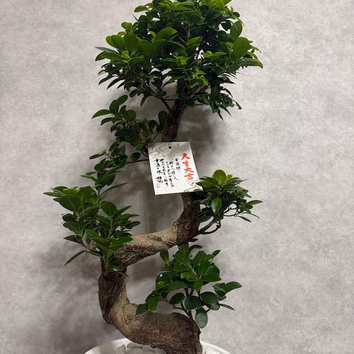 現品 一点もの 観葉植物 ガジュマル 昇り竜 曲がり 8号鉢 高さ約80cm