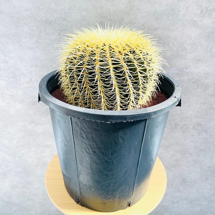 サボテンの王様 金鯱 12号鉢 大型 特大 観葉植物 多肉植物 金 サボテンの王様 金鯱 12号鉢 大型 特大 観葉植物 多肉植物 金