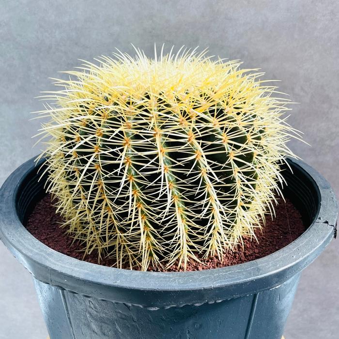 サボテンの王様 金鯱 12号鉢 大型 特大 観葉植物 多肉植物 金 サボテンの王様 金鯱 12号鉢 大型 特大 観葉植物 多肉植物 金