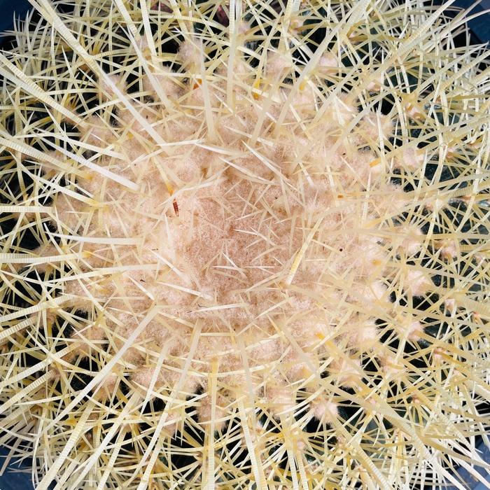 サボテンの王様 金鯱 12号鉢 大型 特大 観葉植物 多肉植物 金 サボテンの王様 金鯱 12号鉢 大型 特大 観葉植物 多肉植物 金