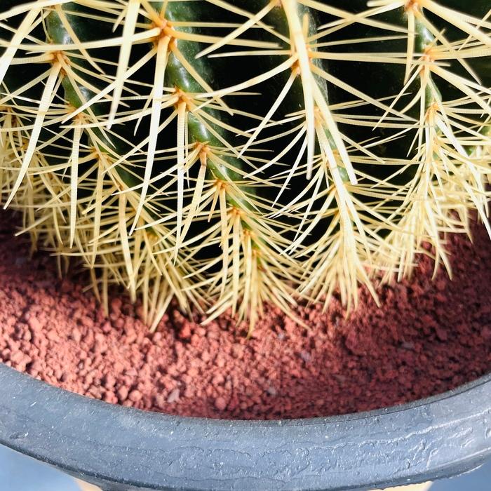 サボテンの王様 金鯱 12号鉢 大型 特大 観葉植物 多肉植物 金 サボテンの王様 金鯱 12号鉢 大型 特大 観葉植物 多肉植物 金