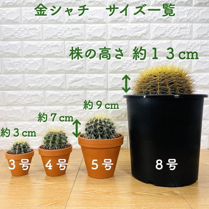 サボテンの王様 金鯱 3号鉢 小さいミニサイズ 観葉植物 多肉植物 金