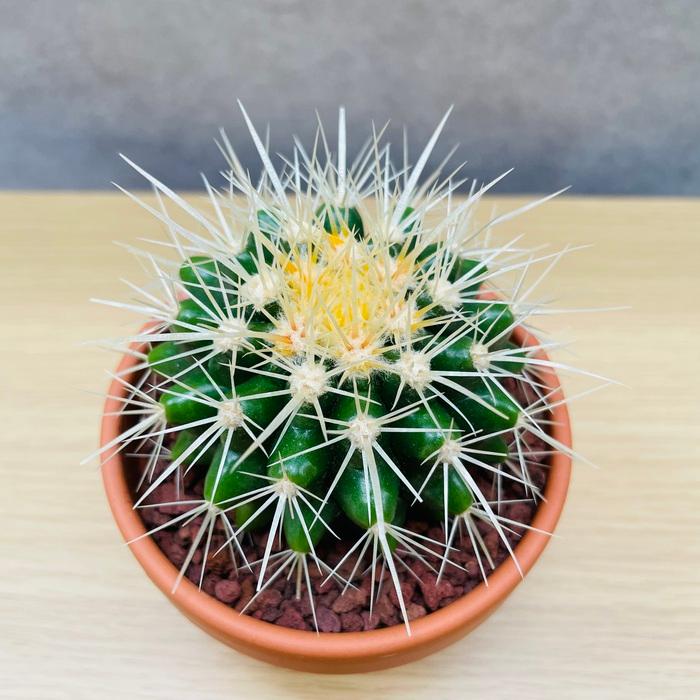 サボテンの王様 金鯱 3号鉢 小さいミニサイズ 観葉植物 多肉植物 金