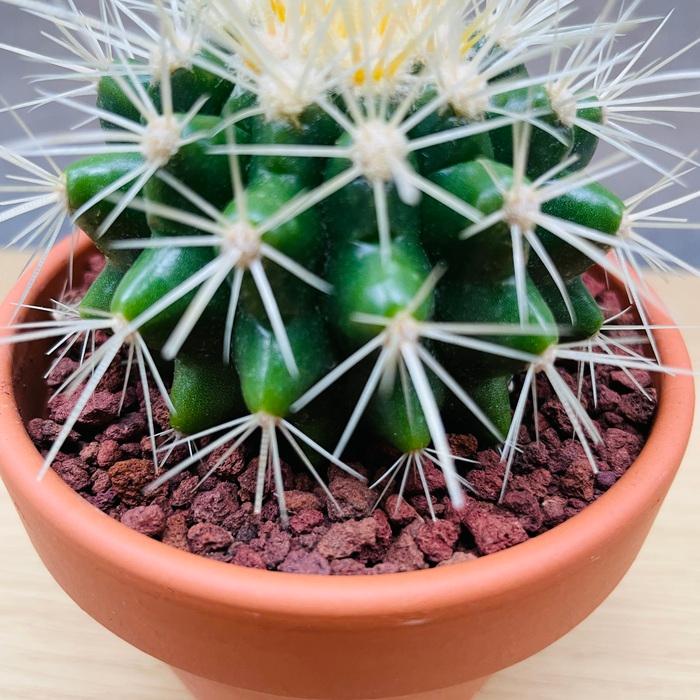 サボテン 竜神木 柱サボテン カット苗 サイズ選択可能 多肉植物 金鯱