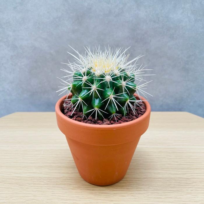 サボテンの王様 金鯱 3号鉢 小さいミニサイズ 観葉植物 多肉植物