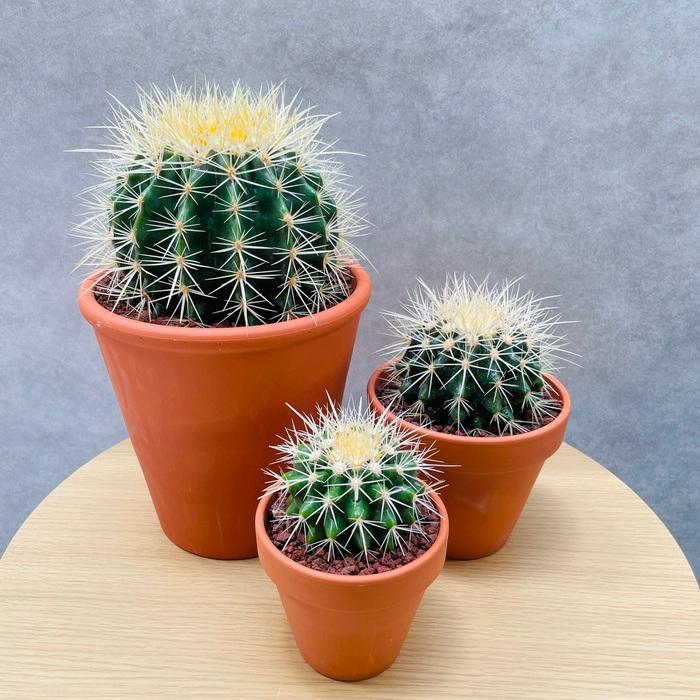 サボテンの王様 金鯱 3鉢セット 3号 4号 5号入り観葉植物 多肉植物 金