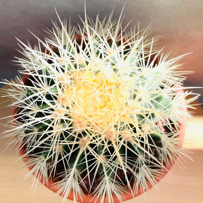 はなやん様★専用★可愛い‼️✡️金蛇石✡️ しあん (@momoron6) / X