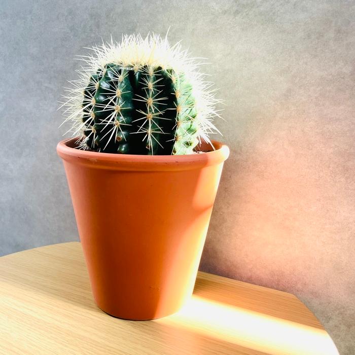 サボテンの王様 金鯱 5号鉢 観葉植物 多肉植物 金シャチ