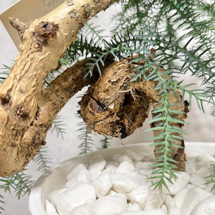 現品 観葉植物 黄金昇り竜 受け皿付き シマナンヨウスギ アローカリア