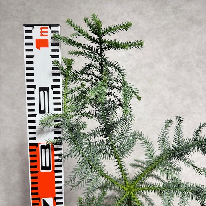 現品 観葉植物 黄金昇り竜 受け皿付き シマナンヨウスギ アローカリア