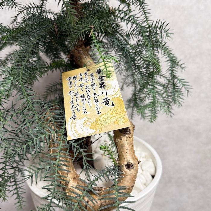 現品 観葉植物 黄金昇り竜 受け皿付き シマナンヨウスギ アローカリア