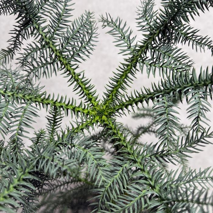 現品 観葉植物 黄金昇り竜 受け皿付き シマナンヨウスギ アローカリア