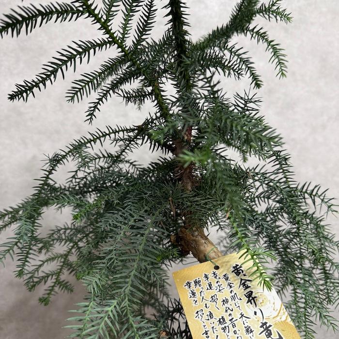 現品 観葉植物 黄金昇り竜 受け皿付き シマナンヨウスギ アローカリア