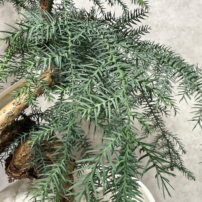 現品 観葉植物 黄金昇り竜 受け皿付き シマナンヨウスギ アローカリア