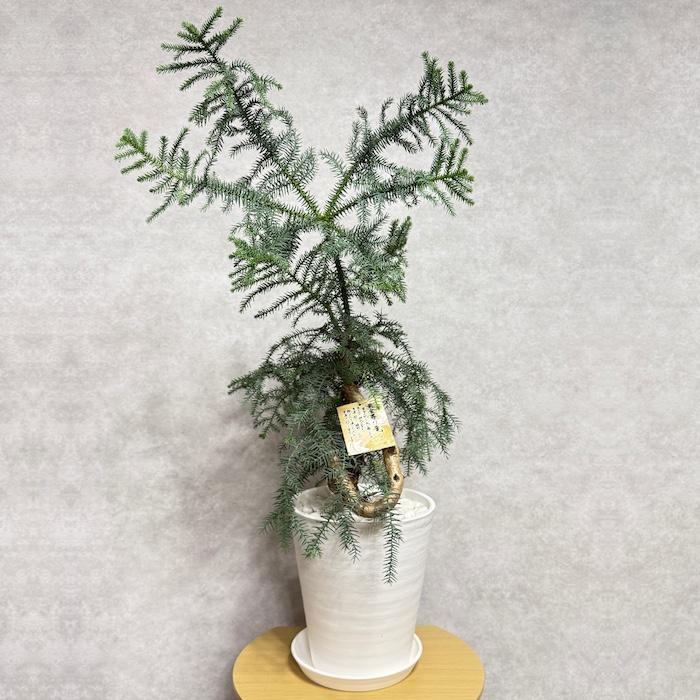 現品 観葉植物 黄金昇り竜 受け皿付き シマナンヨウスギ アローカリア