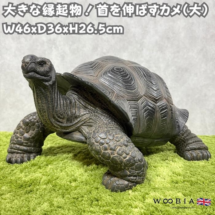 本物そっくり ガラパゴス 幅6.5インチ 風水 安定と幸運の護符 幸運カメ