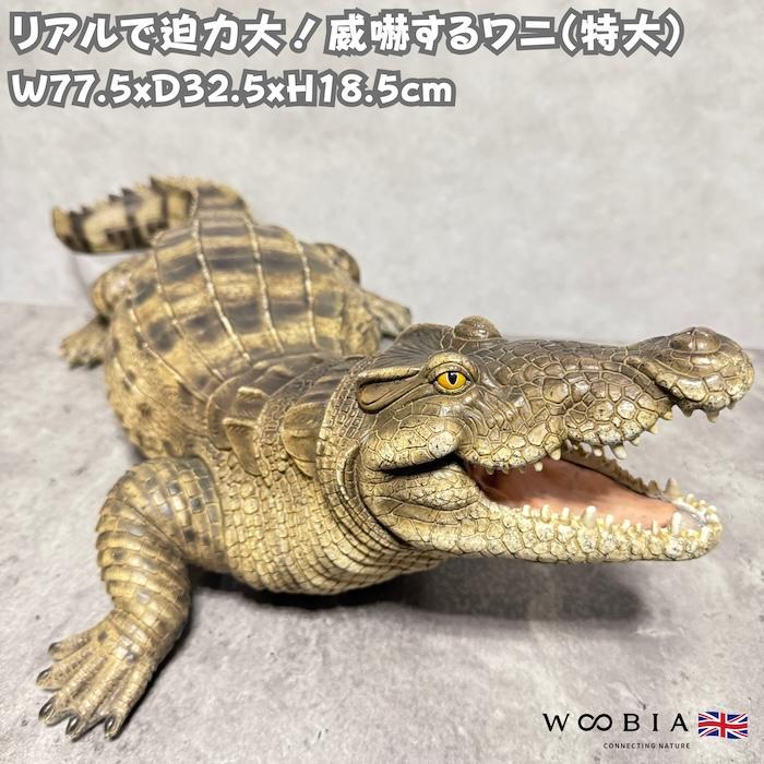 置物 動物 威嚇するワニ 高さ18.5cm woobia おしゃれ 大きい 玄関