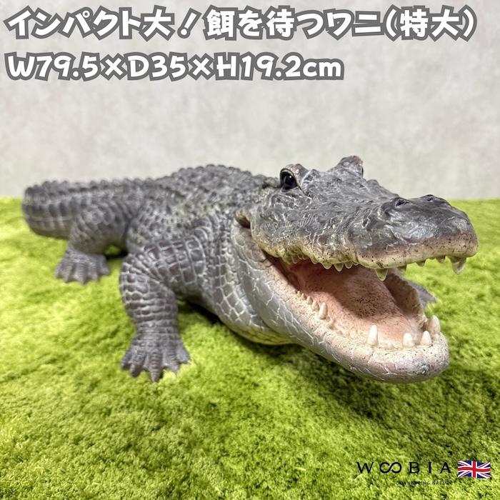 置物 餌を待つワニ 特大 横幅79.5cm 鰐 woobia 巨大オブジェ おしゃれ