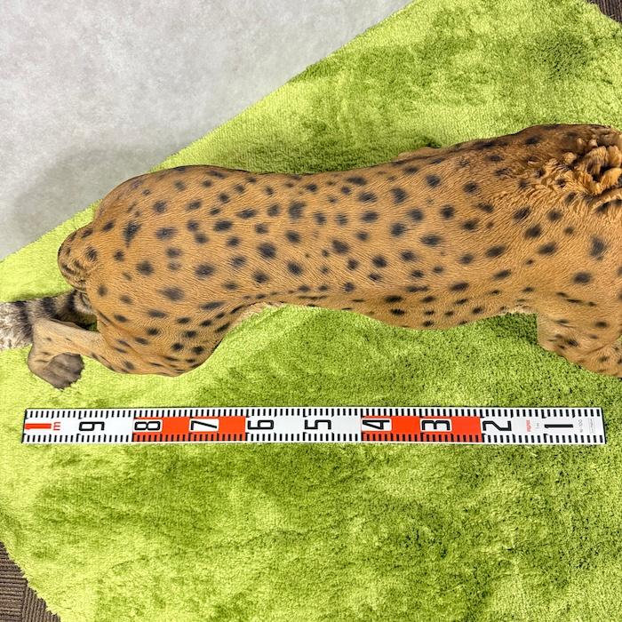 置物 動物 歩くチーター 特大 高さ49.5cm おしゃれ 大きい 玄関